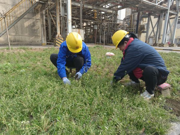 3月22日，行政保衛(wèi)部馬師傅和孫師傅在道路兩旁清除雜草。.jpg