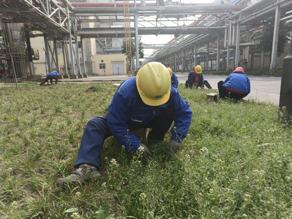 3月22日，行政保衛(wèi)部趙師傅等人在道路兩旁清除雜草。.jpg