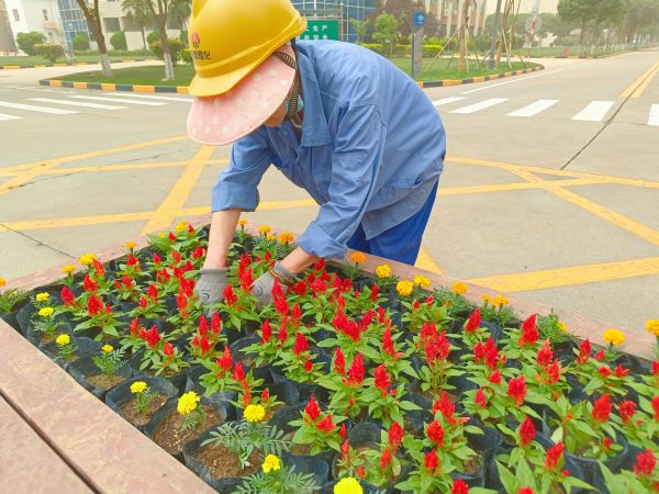 行政保衛(wèi)部趙師傅等人在公司主干道上擺放鮮花。.jpg